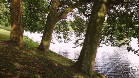 Trees and canal Stock Footage 7751395