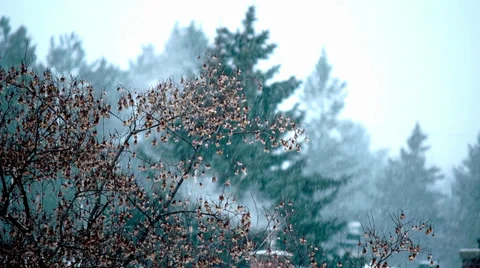 Trees and Chimney in Winter Stock-Footage 34365467