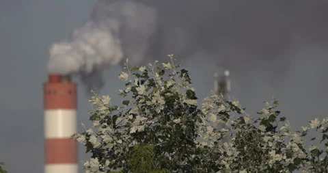 Trees and chimneys in the background, 4K slomo Stock Footage 240548056