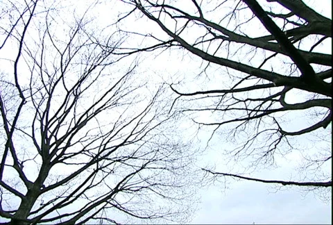 Trees and City Stock Footage 356607
