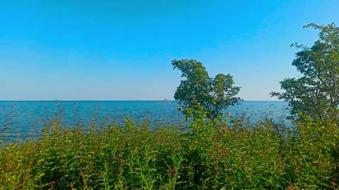 Trees and Clear Sky – Serene Nature Scene in 4K Resolution Stock Footage 312237960