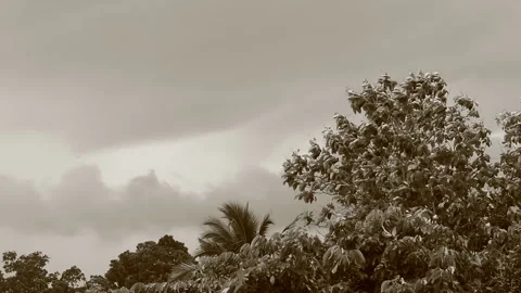 Trees and clouds are moving by storm in monochrome , countryside Chiangmai  Thai Stock Footage 195192728
