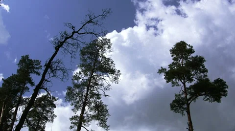 Trees and clouds in the blue sky. Time lapse Stockbeeldmateriaal 37296518