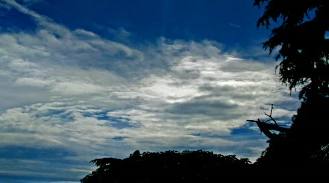 Trees and clouds Stock Footage 877506