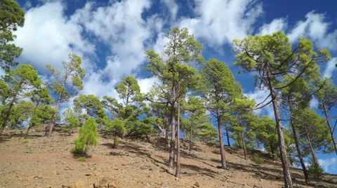 Trees and clouds Видео 43764845