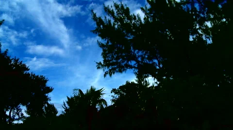 Trees and clouds Stock Footage 53243927