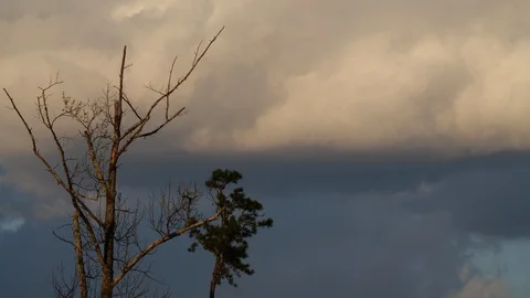Trees and  clouds Stock Footage 105144147