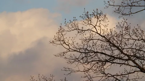 Trees and  clouds Stock Footage 105237729