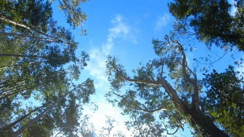 Trees and clouds Video stock 119315898
