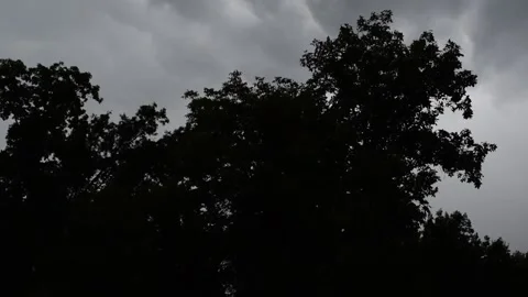 Trees and Clouds Stock Footage 170668861