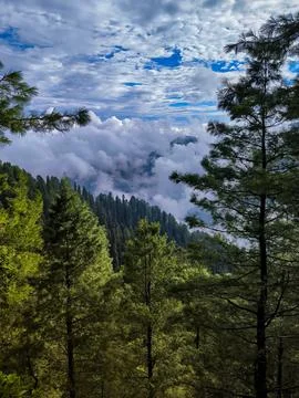 Trees and clouds landscape Stock Photos