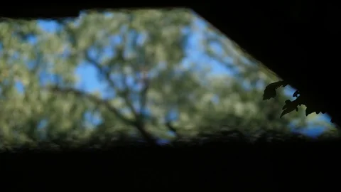 Trees and clouds pan down to slide with blurred wood reveal in a summer garde Stock Footage 95032975