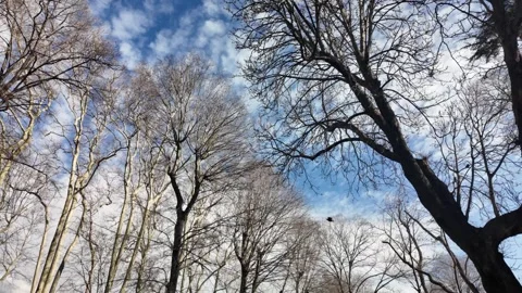 Trees and clouds in a park during winter afternoon Video stock 337811290