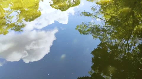 Trees and clouds reflected on the water surface Stock Footage 316991996