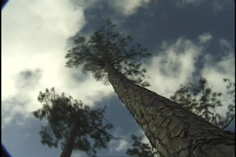 Trees and Clouds Time Lapse Stock-Footage 298670
