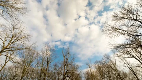 Trees and Clouds Timelapse 4K HD Video stock 149371776