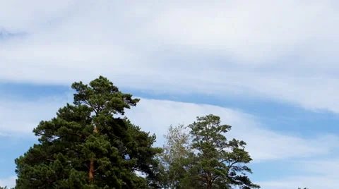 Trees and clouds TimeLapse Vídeos de archivo 55496780