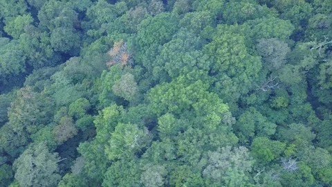 Trees and Clouds - Wide View - Bali Stock Footage 114032192