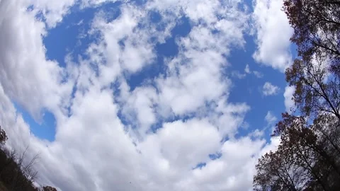 Trees and Cloudscape Stock Footage 229978104