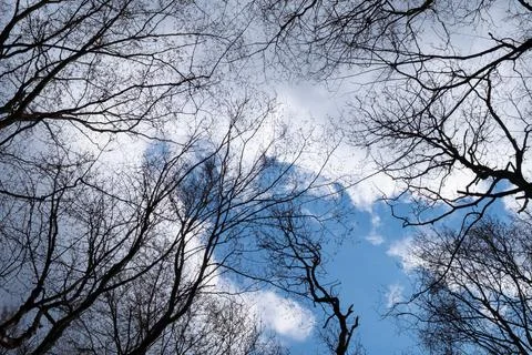 Trees and cloudy sky forest bottom view Stockfoto's