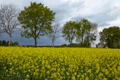 Trees and a colza field at contre-jour Foto stock