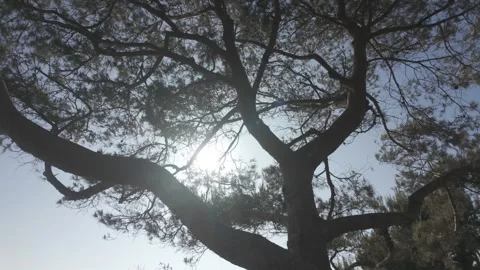 Trees and contrasting light Stock Footage 308638527