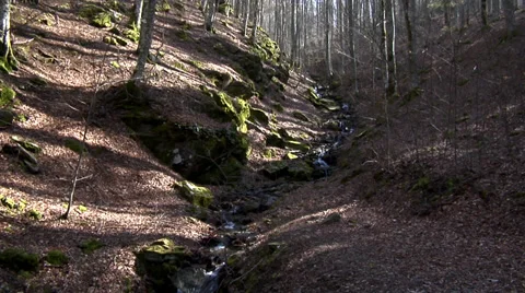 Trees and a creek Video stock 36903117
