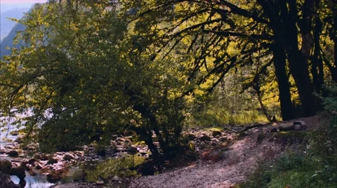 Trees and creek Stock Footage 68018867