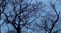 Trees and crows in winter overhead pan motion view HD Footage