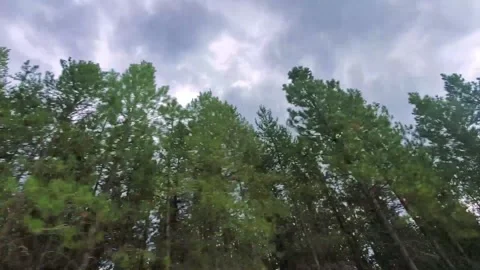 Trees and Dark Clouds Stock Footage 160233690