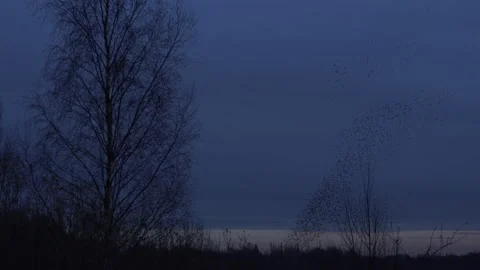 Trees and dark skies flock of birds flying in the evening light England UK 4K Stock Footage 147910312