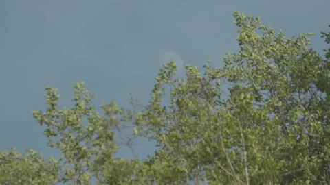 Trees and Daytime Moon in Spring Stock Footage 238856082