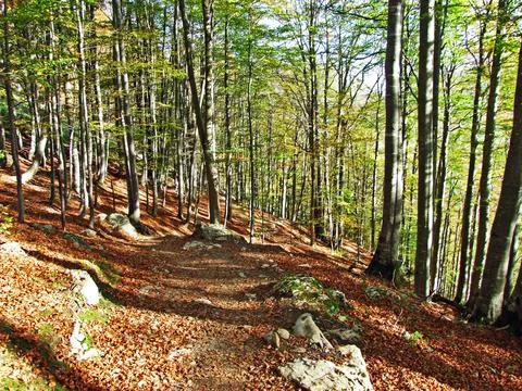 Trees and deciduous forests in early fall in the Alpstein mountain range Stock Photos