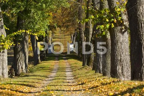 Trees and dirt road Stock Photos