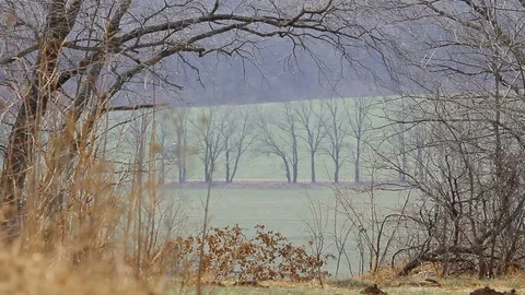 Trees and dry grass. The air is shaking from the heat Stock Footage 110728293