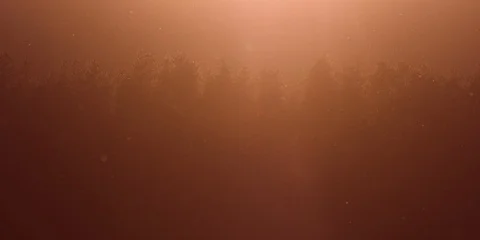 Trees and Dust during Sunset Stock Footage
