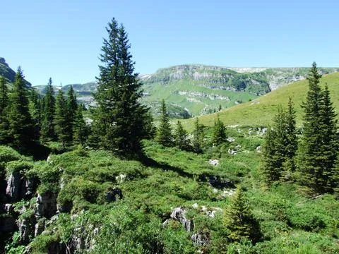 Trees and evergreen forests on the slopes of the Alviergruppe mountain range Stock Photos