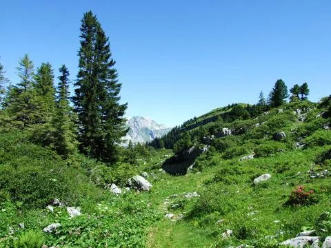 Trees and evergreen forests on the slopes of the Alviergruppe mountain range Stock Photos