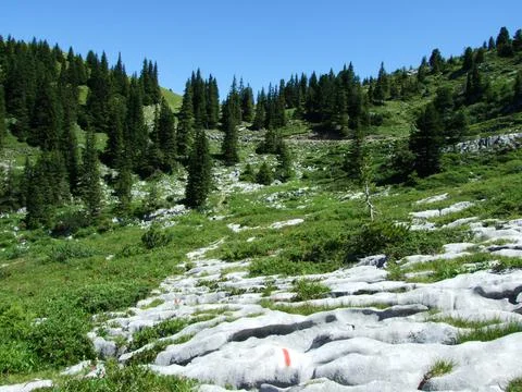 Trees and evergreen forests on the slopes of the Alviergruppe mountain range Stock Photos