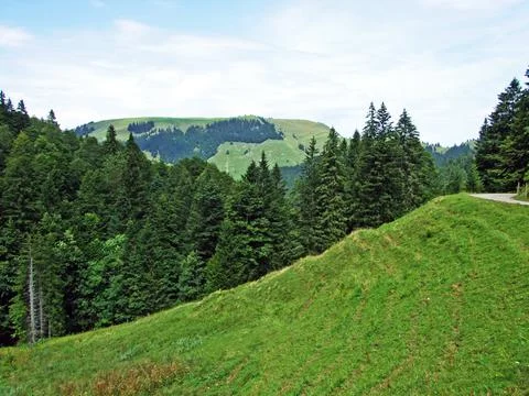Trees and evergreen forests of slopes of Alpstein mountain range - Switzerland Stock Photos