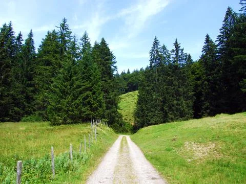Trees and evergreen forests of slopes of Alpstein mountain range - Switzerland Stock Photos