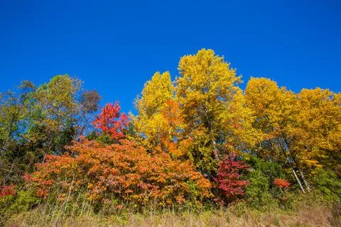 Trees and Fall Colors Foto stock
