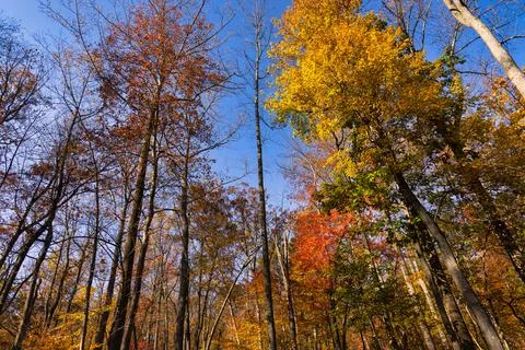 Trees and Fall Colors Foto stock
