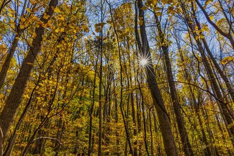 Trees and Fall Colors with Sun Starburst Peeking Through Tree Limbs Foto stock