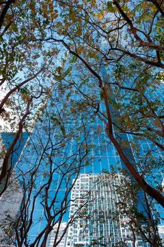 Trees and fall foliage in front of mirrored glass tower in Charlotte, NC Stock Photos