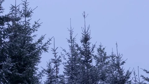 Trees and falling snow Video stock 71157811
