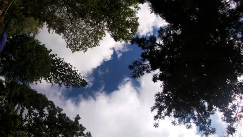  trees and fast moving clouds Stock Footage 159360729