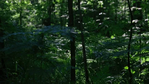 Trees and ferns in a dense summer green forest Stock Footage 156796107