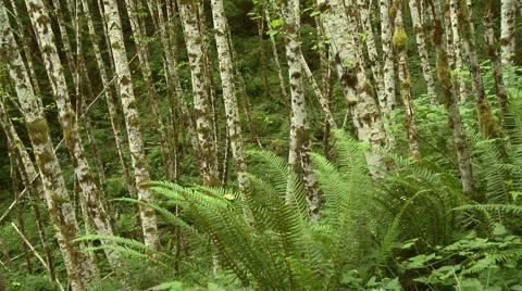 Trees And Ferns Video stock 934638