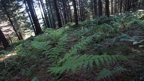 Trees and ferns in the forest Stock Footage 114244119